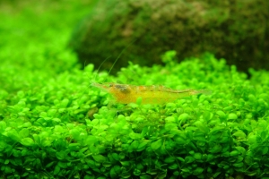 Креветка Амано, Amano Shrimp
