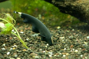 Рыба-нож, Apteronotus albifrons