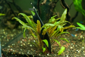 Рыба-нож, Apteronotus albifrons