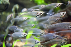Стеклянный сом, glass catfish