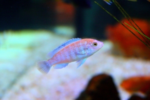Лабидохромис Чизумула, Labidochromis chisumulae