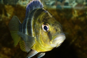 Нимбохромис, Nimbochromis