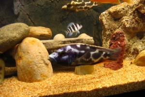 Нимбохромис, Nimbochromis Livingstoni