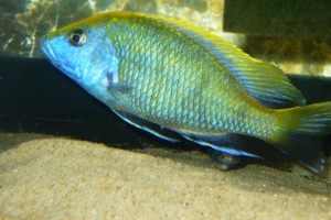 Нимбохромис, Nimbochromis Venustus male