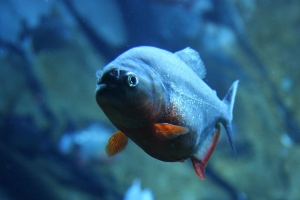 Пиранья, Georgia Aquarium - Piranhas