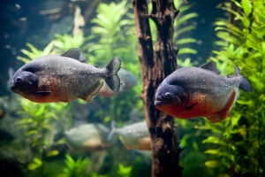 Пиранья, Piranhas, London Aquarium