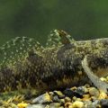 Бычок-цуцик (Proterorhinus semipellucidus)
