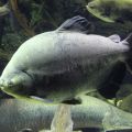 Черный паку / Colossoma Brachypomum