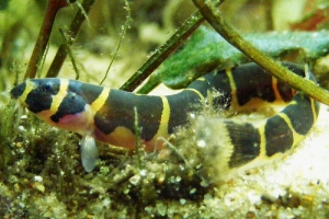 Акантофтальмус, Acanthophthalmus Kuhlii