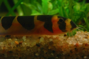 Акантофтальмус, Acanthophthalmus Kuhlii