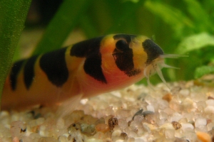 Акантофтальмус, Acanthophthalmus Kuhlii