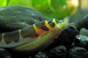 Акантофтальмус, Acanthophthalmus Kuhlii