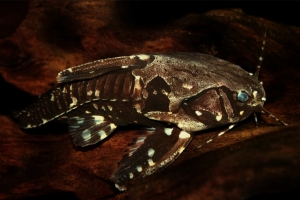 Агамикс звёздчатый, Agamyxis pectinifrons