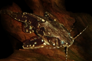 Агамикс звёздчатый, Agamyxis pectinifrons