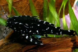 Агамикс звёздчатый, Agamyxis pectinifrons