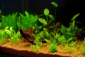 Альтернантера, Alternanthera Reineckii