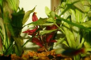 Альтернантера, Alternanthera Reineckii Rosaefolia