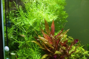 Альтернантера, Alternanthera reineckii