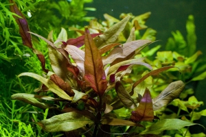 Альтернантера, Alternanthera Reineckii