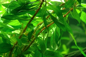 Альтернантера, Alternanthera Reineckii Emersed