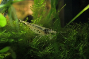 Креветка Амано, Amano Shrimp