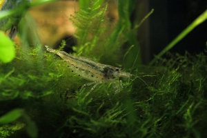 Креветка Амано, Amano Shrimp