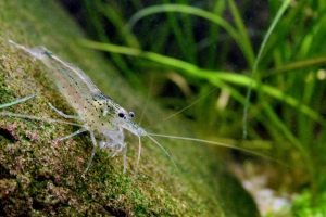 Креветка Амано, Amano Shrimp