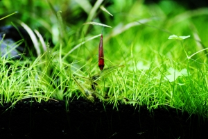 Креветка Амано, Amano Shrimp