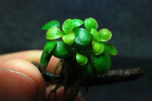 Анубиас Бартери, Anubias micro