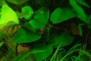 Анубиас Бартери, Anubias barteri
