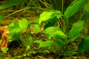 Анубиас Бартери, Anubias barteri