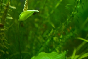 Анубиас Бартери, Blooming Anubias barteri