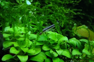 Анубиас Бартери, Anubias barteri