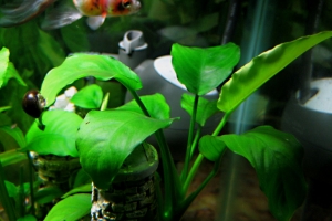 Анубиас Бартери, Anubias barteri
