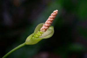 Анубиас Бартери, Anubias barteri Nana
