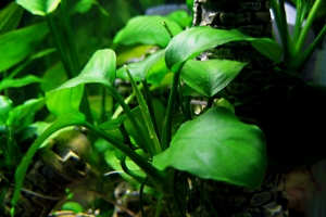 Анубиас Бартери, Anubias barteri