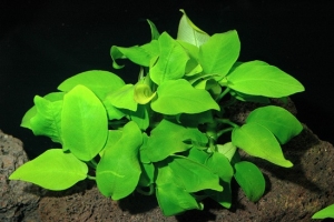 Анубиас Бартери, Anubias barteri