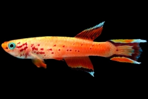 Южный афиосемион, Aphyosemion australe gold