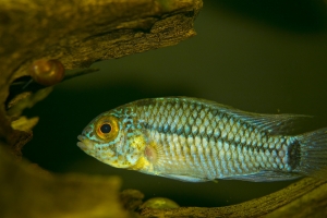 Апистограмма Борелли, Apistogramma Borellii