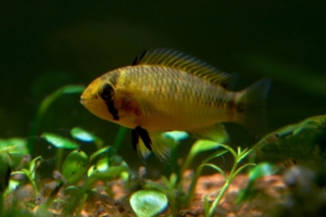 Апистограмма Борелли, Apistogramma borellii female with babies