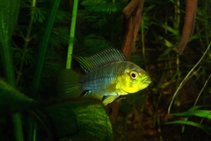 Апистограмма Борелли, Apistogramma borellii male