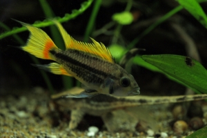 Апистограмма какаду, Apistogramma cacatuoides yellow