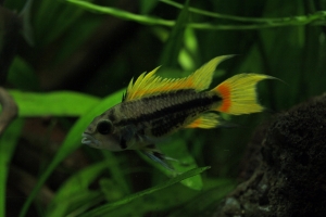 Апистограмма какаду, Apistogramma cacatuoides yellow
