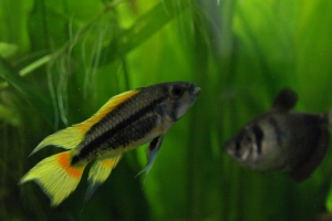 Апистограмма какаду, Apistogramma cacatuoides yellow