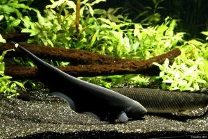 Рыба-нож, Apteronotus albifrons