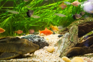Аквариумы, Barbus, Tetra and tk