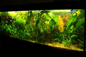 Аквариумы, Jarba verde tank