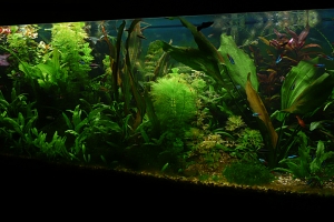 Аквариумы, Bola