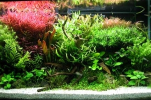 Аквариумы, Aquascape