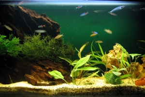 Аквариумы, Aquariumsimple